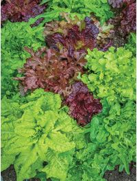 Lettuce, Looseleaf Blend - Burpee