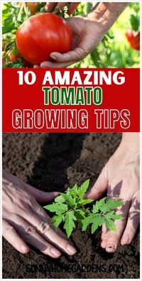 If you're growing tomatoes in your backyard vegetable garden, make sure to try these tips and tricks for growing tomatoes in your veggie garden.