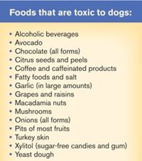 Cats and Dogs ~ Foods that are Toxic to Dogs