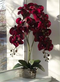 #orchids #burgundy