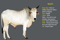 Desi breed Indian bull Malvi or Maalvi