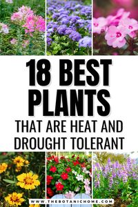 Transform your garden with full sun drought tolerant plants! This guide shows heat tolerant annuals and heat resistant plants that thrive in the hottest conditions. From stunning heat resistant flowers to versatile heat tolerant plants for containers, there’s something for every garden. Explore full sun landscaping ideas, full sun flower pot ideas, and full sun planter ideas. Create a drought tolerant landscape front yard with extreme heat tolerant plants and keep your garden vibrant all summer!