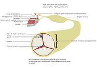 Nerf spinal — Wikipédia