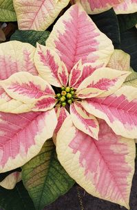 Poinsettias are the traditional & classic Christmas flowering plant that will last throughout the Holiday season. Poinsettias come foiled to give your plant that finishing touch, and make it picture perfect for your home, office or gift. 1 plant (approx. 5-8 bracts) comes in 6.5" container. Colors available are Red, Pink & White. Includes Fancy Foil. Options available: Foil & Bow or Foil, Bow & Glitter. PLANTS FOR OUT OF OUR LOCAL DELIVERY AREA MAY VARY SLIGHTLY