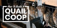 Quail Coop Ideas: Learn How to Build Coops For Quail - The Tiny Life