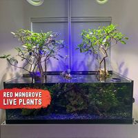 🌱 WHAT YOU'LL GET 🌱 ✅ 3 EXTRA LARGE Live Red Mangrove Propagule Plants (WITH ROOTS). ✅ Plant Lengths Approximately 12" to 17" TALL! ✅ All Plants Will Have Fresh, Healthy Roots Growing. ✅ Perfect Natural Filters For SALTWATER & FRESHWATER Aquariums. ✅ Grown 100% Hydroponically With ZERO CHEMICALS! 🏝️ WHO ARE WE? 🏝️ * Save Mangroves was founded by a Daughter & Father Duo from Hawaii who are passionate about helping the Earth! * Growing Red and Oriental Orange Mangrove propagule plants into ful