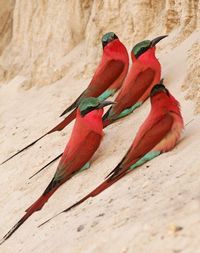 Southern Carmine Bee-Eaters