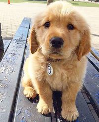 4,333 Likes, 26 Comments - Golden Retrivers (@retrieverthegolden) on Instagram: “Hi little munchkin! Credit @the.furry.murray • • • • • #ilovegolden_retrievers…”