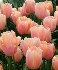 54 Types of Tulip Varieties | Best Tulips for Gardens | Balcony Garden Web