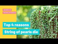 Are you having a hard time keeping string of pearls alive? Senecio rowleyanus is easy to care for once you get a few things down. Lets review the top 4 reasons string of pearls die.