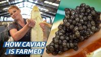 How Russian Sturgeon Caviar Is Farmed and Processed — How To Make It - YouTube