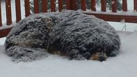 Tibeten Mastiff sleeping in the snow.