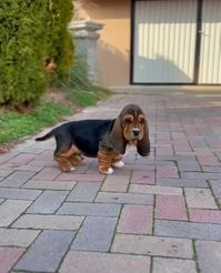 bassethounds4ever on Instagram: Love puppy 🥰🥰 Follow us:- @bassethounds4ever for more pic # via Unknow #bassethoundsofinstagram #bassethoundsofig #bassethoundsarethebest…