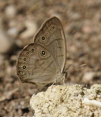 Appalachian Brown