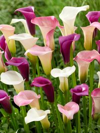 Discover a realm of tranquil elegance with our "Lavender Lace" Calla Lily Collection, featuring a stunning array of Calla Lilies in captivating shades of purple, pink, and white. This exquisite selection epitomizes sophistication and purity, making it an ideal choice for transforming your garden into a peaceful haven or adding a touch of refinement to your floral arrangements. Learn how to grow Calla Lilies Height: 15-20 inches Blooming time: Mid-late Summer Best in Full Sun to Partial Shade Lovely Cut Flower