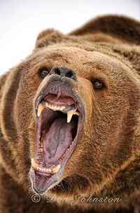 Brown bears (Ursus arctos) and grizzly bears (Ursus arctos horribilis) are basically the same animal living in different areas. Alaskan bears that fish along the coast run larger because of their high salmon diet, ranging from 800 to 1,200 lb (360 to 540 kg).