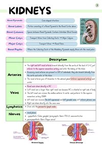 Kidney Anatomy Notes