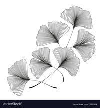 Ginkgo biloba leaves Royalty Free Vector Image