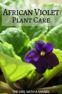 Do you have an african violet plant?! Check out these great tips on how to properly care for your plant! Keep it healthy and blooming for years to come! #africanviolets #happyplants