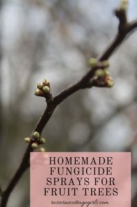 4 Easy Homemade Fungicide Sprays For Fruit Trees