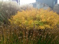 Lurie Garden, Millenium Park, Chicago.