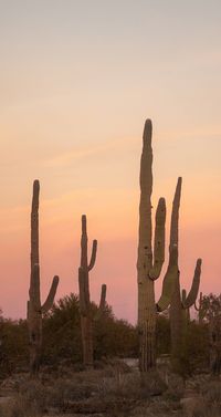 Saguaro Cactus with Coral sunset, Trendy Desert Scene, Wall art, printable wall art for gallery wall