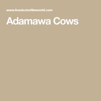 Adamawa Cows