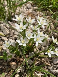 Ornithogalum umbellatum, commonly called 'Nap at Noon' or Star of Bethlehem, grow from bulbs, producing bright star-shaped flowers in spring, on short stems, Wonderful in a rockery or alpine display. Plant the bulbs about 10 cm deep in well-drained soil. You can order ten, fifteen or twenty bulbs.