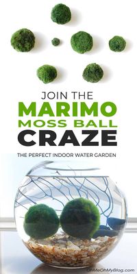 Join the Marimo Moss Ball Craze : The Perfect Indoor Water Garden • OhMeOhMy Blog