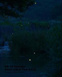 #昆虫 #insects #ホタル #蛍 #ゲンジボタル #動画 #虫 #昆虫 #生物発光 #発光生物 #firefly #Light_Emission #insect #bioluminescence #AdobeStock #iStock #Shutterstock #PIXTA #ピクスタ #ストックフォト #ストックビデオ #stockphoto #stockvideo