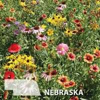 Nebraska Blend, Wildflower Seed | Urban Farmer