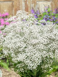 Gypsophila paniculata White, also known as Baby's Breath, is a versatile and cold-hardy perennial that adds a touch of elegance to any landscape. Its delicate clusters of tiny, pure white flowers create a soft and airy appearance, offering contrast and texture to the perennial border from early summer to fall. This lovely plant works wonders in floral arrangements, and its long-lasting blossoms on well-branched stems make for beautiful bouquets.   Use it to fill gaps in the garden left by early