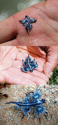 A blue sea slug tiny and dangerous-quite an interesting story. Click on the picture to read it.