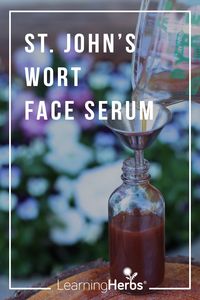 How to Make St. John's Wort Oil & Skin Serum – LearningHerbs