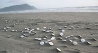 The Amazing Sand Dollar Beach Every Oregonian Will Want To Visit #oregon #gearhartbeach #sanddollars