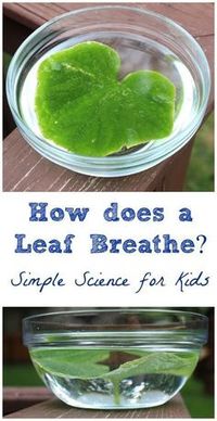 Simple science experiment that shows kids how leaves give off oxygen -- awesome how they can actually SEE this!