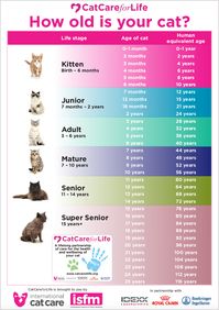 How to tell your cat’s age in human years | International Cat Care