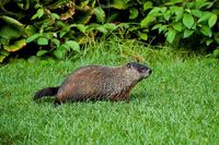 the den is where groundhogs sleep at night and hide from predators. Detecting the Presence of Groundhogs, and What They