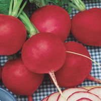 Radishes, in their early forms, come from the ancient civilizations of China, Greece, and Egypt; soon, surrounding nations also cultivated this vegetable. While the Oriental nations cultivated the large, elongated radishes, most of the more delicate round varieties such as Champion were developed by the Dutch and the French. Champion radishes won the prestigious AAS Award in 1957.