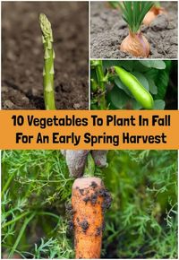 10 Vegetables To Plant In Fall