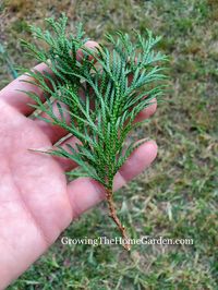 How to Propagate Arborvitae from Cuttings - Growing The Home Garden