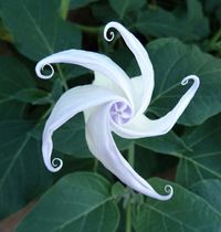 Datura flowers... they look like pinwheels briefly before opening.