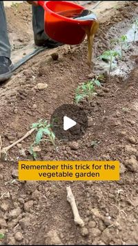 Plant Worlds on Instagram: "4 tips to help grow vegetables easier #gardening #gardentools #gardeningtools #tool #tools #gardeningmakemehappy #handtools #cooltools #satisfying #gardeners #gardeninspiration #gardening #trees #tree #treesofinstagram #treestreestrees #treestagram #gardeningtips"