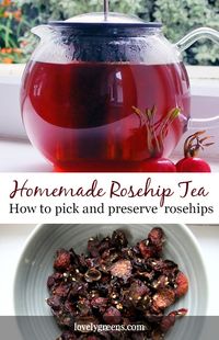 How to forage and prepare Rose-hips for making homemade tea. The flavor is rich and fruity and it's also packed with Vitamin C.