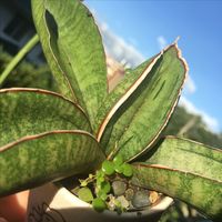 Sansevieria sinus simiorum ‘Zimbabwe’