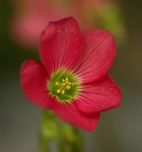 Oxalis Iron Cross Flower