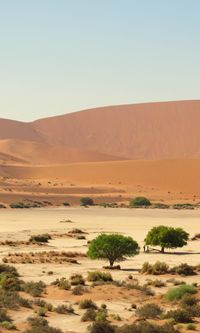 Désert du Namib, près de Sossusvlei, en Namibie