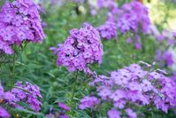 Phlox paniculata (Garden Phlox)