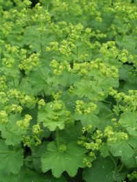 Alchemilla Thriller -- Bluestone Perennials