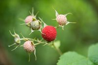 Rubus parviflorus (Thimbleberry) is a beautiful, thicket-forming, deciduous shrub adorned with a dense foliage of velvety, maple-like, green leaves. From late spring to mid-summer, fragrant white flowers, 2 in. (5 cm), appear in showy clusters. They are followed by vibrant scarlet berries which mature in mid to late summer and compliment the lush foliage.